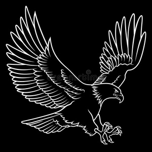 可爱的秃头鹰飞下 t秃头鹰剪影秃头的鹰俯冲手绘画单色画向白色的背景