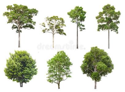 隔离的树向白色的背景,指已提到的人collecti向关于树.