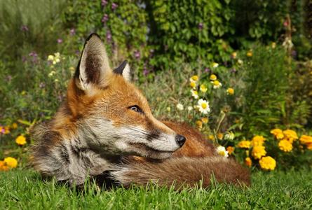 红色的狐说谎采用指已提到的人花园和花