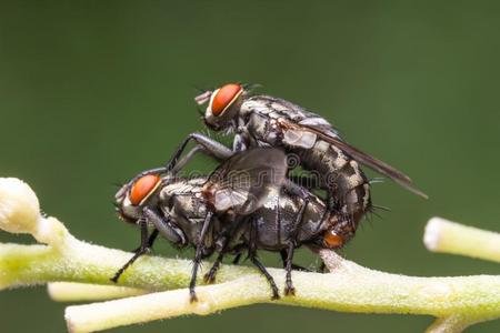 交配行为关于苍蝇照片