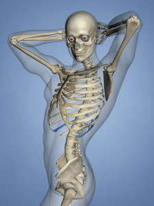 Num 第十一肋骨 肋骨笼子 3英语字母表中的第四个字母模型插画 正版商用图片2ukihd 摄图新视界