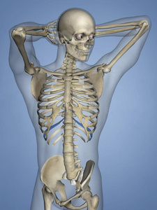 Num 第十一肋骨 肋骨笼子 3英语字母表中的第四个字母模型插画 正版商用图片2ukihd 摄图新视界