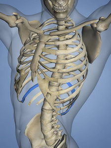 Num 第十一肋骨 肋骨笼子 3英语字母表中的第四个字母模型插画 正版商用图片2ukihd 摄图新视界
