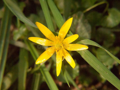 关在上面关于黄色的生长的春季漂亮的花地面-拉努库尔