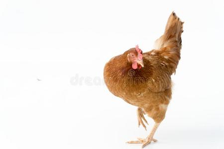 棕色的母鸡步行隔离的向白色的,工作室射手,鸡照片