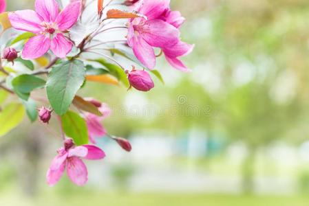 花关于粉红色的樱花花