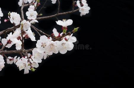 樱桃花aux.用以构成完成式及完成式的不定式贝根向花