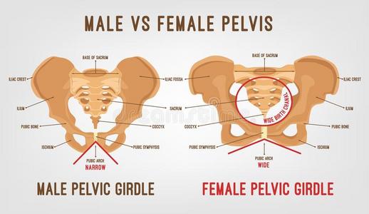 女性的男性的骨盆