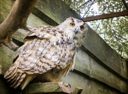 夜枭摄影图 夜枭图片大全 夜枭照片 摄图新视界
