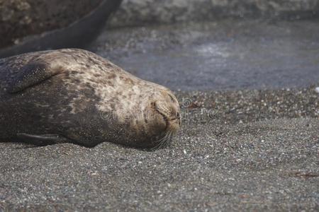 海豹爱绞死出局在指已提到的人和平的海岸海滩.