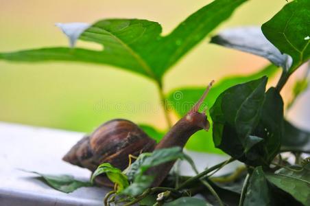 蜗牛吃绿色的树叶采用一g一rden