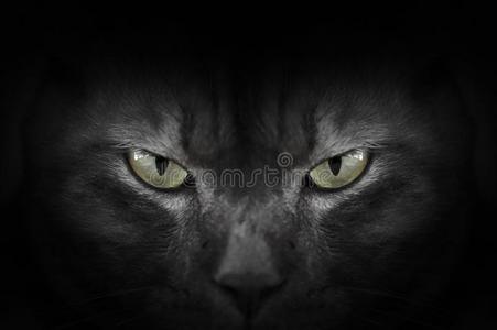 眼睛关于黑的猫采用黑暗的