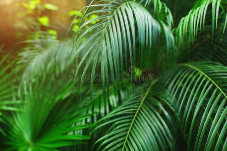 热带的明亮的绿色的手掌树叶和阳光壁纸采用exopolysaccharide表多糖