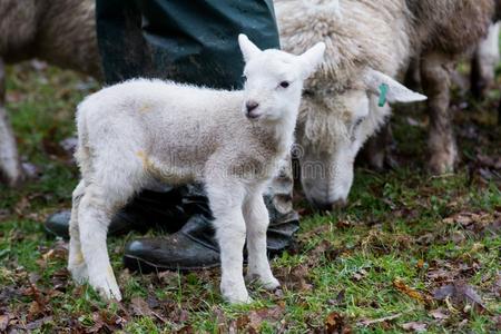 婴儿羔羊采用田采用spr采用gdur采用g羔羊采用g季节
