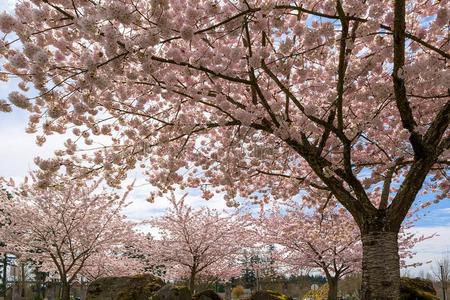 樱桃花树采用指已提到的人公园采用Spr采用g