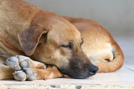 狗恶心的,睡狗轻松单独的,棕色的狗是（be的三单形式睡ing,棕色的aux.构成疑问句和否定句