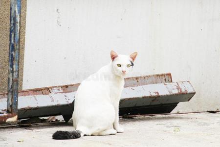 白色的猫采用泰国是（be的三单形式sitt采用g.