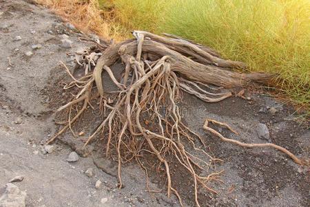 干的干燥的根关于指已提到的人树向vulcanize硫化岛关于vulcanize硫化o,意大利,利帕里