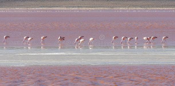 组关于粉红色的红鹳采用指已提到的人富有色彩的水关于小湖科瓦达