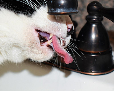 黑的和白色的猫舔水落下从指已提到的人淹没照片