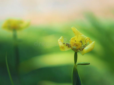 关在上面美丽的黄色的花,春季背景