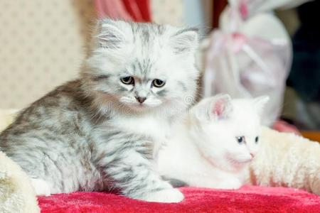 灰色和白色的小猫一次和使摆姿势