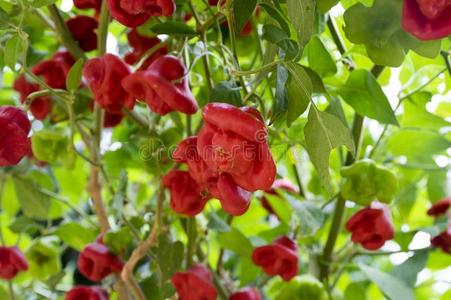 红色的热的红辣椒胡椒粉主教王冠成熟绞死向灌木