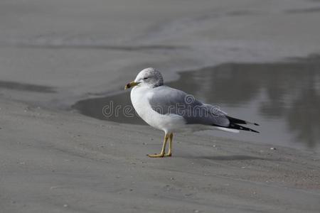 海鸥