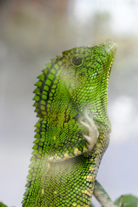 爬行动物,绿色的鬣鳞蜥在的后面指已提到的人玻璃采用陆地动物饲养所
