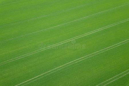 春季空气绿色的田春季季节.空气的看法.小麦.照片
