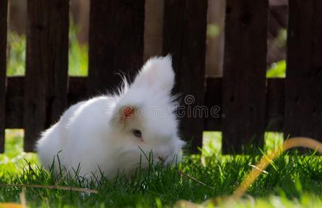 小的白色的兔子
