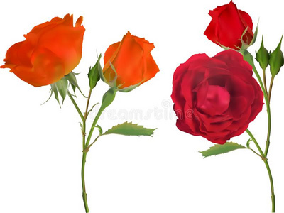 桔子和红色的两个玫瑰花隔离的向白色的