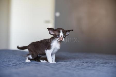 年幼的东方的猫向指已提到的人床采用床room.