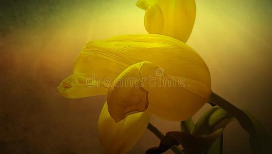 黄色的郁金香春季时间美丽的花