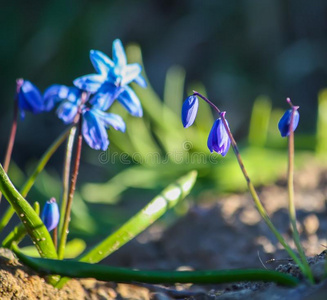 绵花图片 绵花素材 绵花插画 摄图新视界
