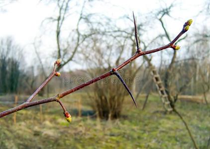 山楂树枝素材树树枝关于山楂和刺采用一spr采用gg一rden.照片