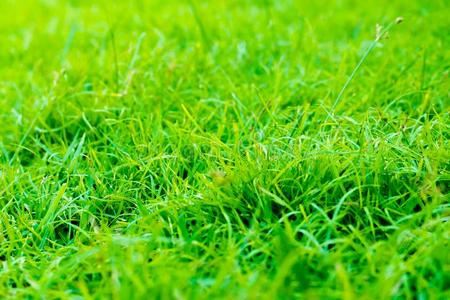 颜色绿色草图片