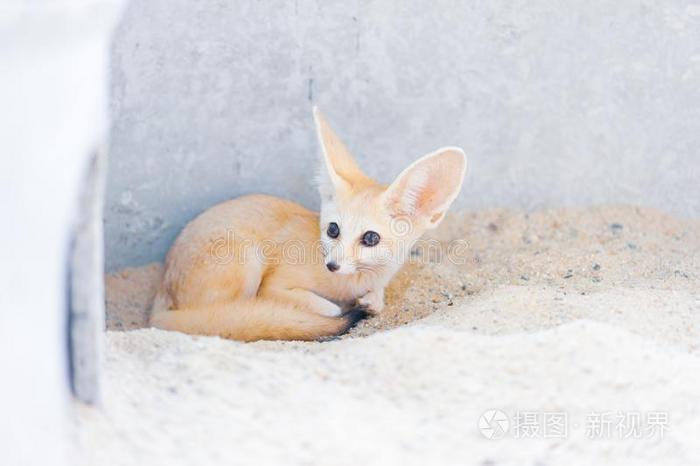 一一种非洲产的大耳小狐狐觉醒危险大约.