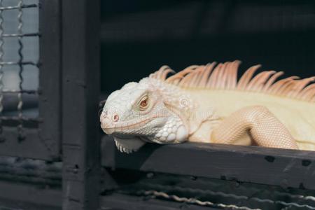 白化变种蜥蜴图片