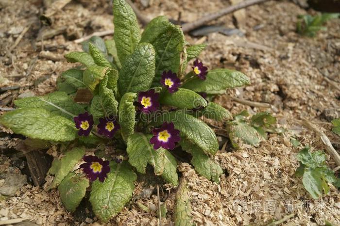 Col 紫红色樱草属的植物花照片 正版商用图片2ugqw0 摄图新视界 Col 紫红色樱草属的植物花照片 正版商用图片2ugqw0 摄图新视界
