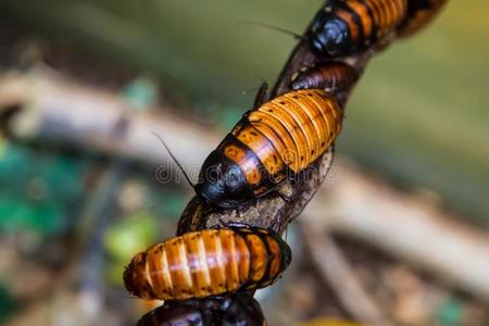 大大地马达加斯加岛蟑螂