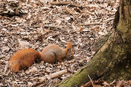 红色的松鼠有样子的为食物采用公园