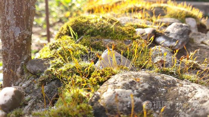 苔藓关在上面风景和石头