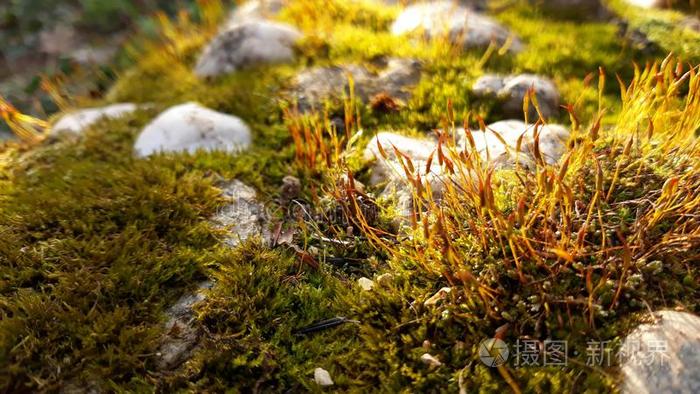 苔藓关在上面风景和石头