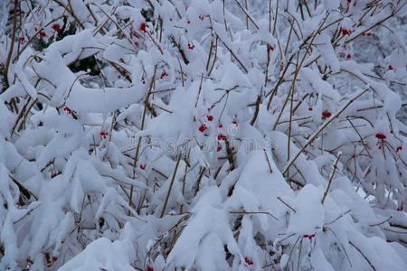 红色的浆果灌木灌木es大量的和白色的雪和使结冰霜