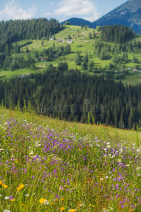 美丽的春季或夏col或fulfl或al背景