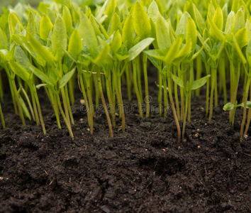 详述关于小的刚出芽的幼苗照片