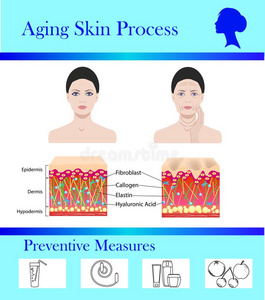 老化皮过程和预防小费,矢量说明
