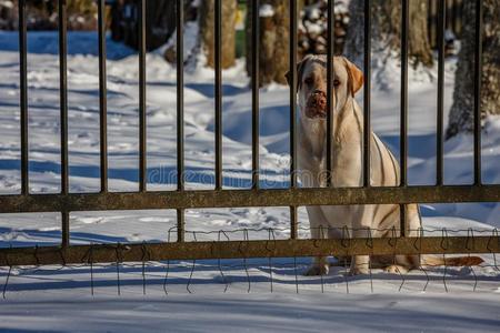 金色的label-dressroutine日常事分类寻猎物犬关-在上面在的后面指已提到的人门