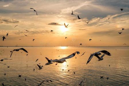 兽群关于海鸥飞行的向海海湾关于泰国在傍晚